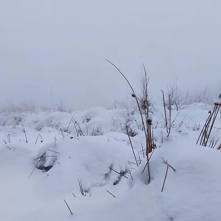 Au Coq Et Fa Gnes יאלהיי